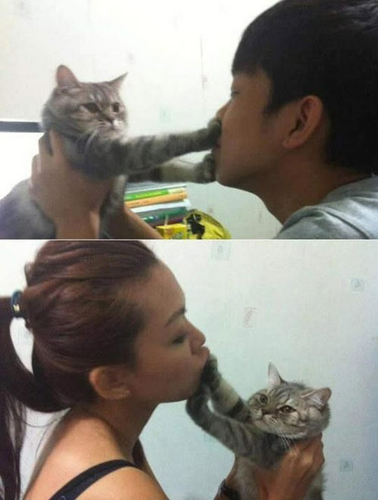 Kitty no like kissy Blank Meme Template