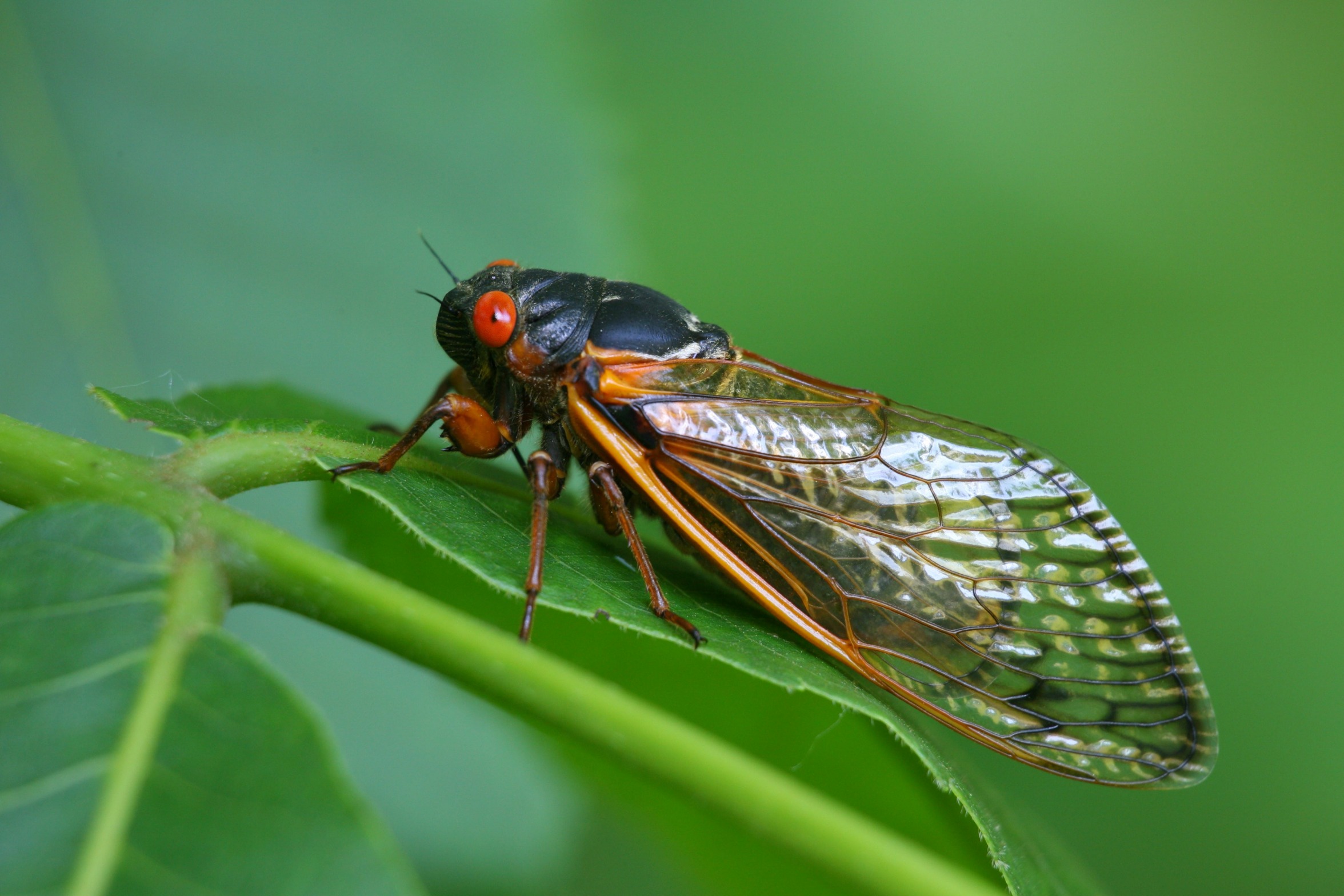 Cicada DGAF Blank Meme Template