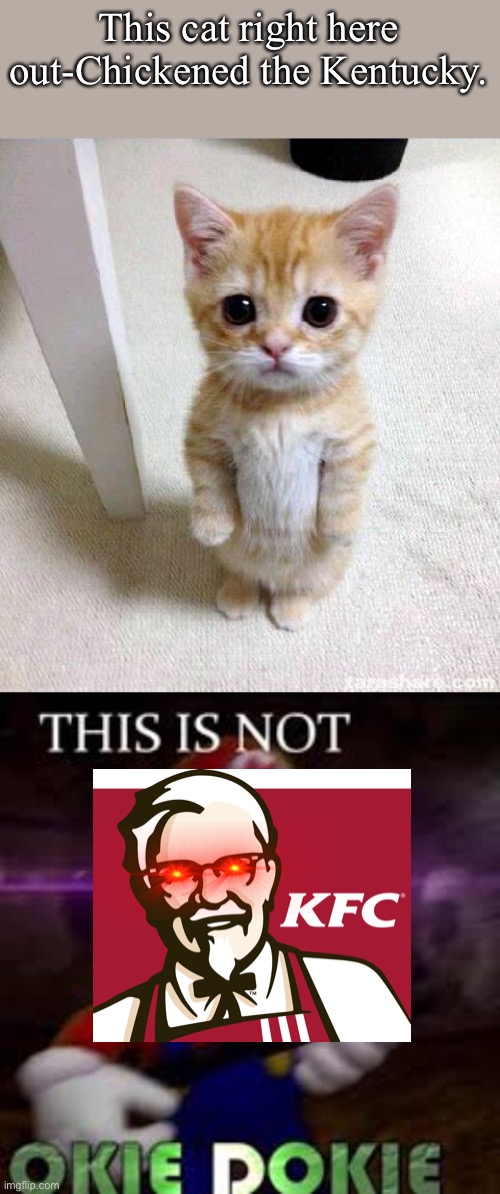 This may be the guy who out-pizzaed the hut. | This cat right here out-Chickened the Kentucky. | image tagged in memes,cute cat,this is not okie dokie,kfc,i dont know what i am doing,cats | made w/ Imgflip meme maker