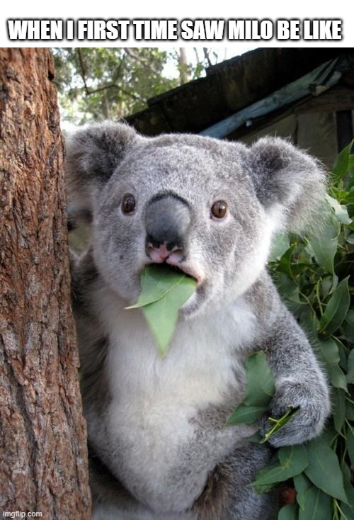 wow | WHEN I FIRST TIME SAW MILO BE LIKE | image tagged in memes,surprised koala | made w/ Imgflip meme maker