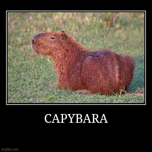 Capybara | image tagged in demotivationals,capybara | made w/ Imgflip demotivational maker