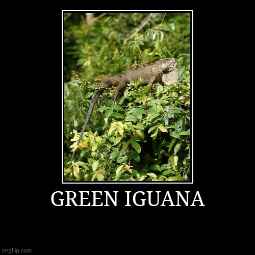 Green Iguana | image tagged in demotivationals,iguana | made w/ Imgflip demotivational maker