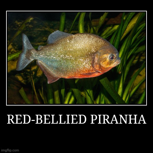 Red-Bellied Piranha | image tagged in demotivationals,piranha | made w/ Imgflip demotivational maker