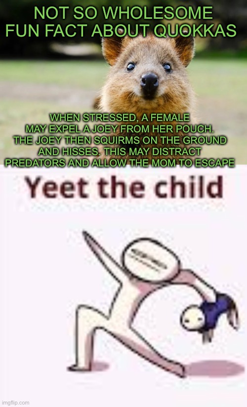 If you thought you were a bad parent or have bad parents... | NOT SO WHOLESOME FUN FACT ABOUT QUOKKAS; WHEN STRESSED, A FEMALE MAY EXPEL A JOEY FROM HER POUCH. THE JOEY THEN SQUIRMS ON THE GROUND AND HISSES. THIS MAY DISTRACT PREDATORS AND ALLOW THE MOM TO ESCAPE | image tagged in single yeet the child panel,bad parenting,funny memes,fun fact | made w/ Imgflip meme maker