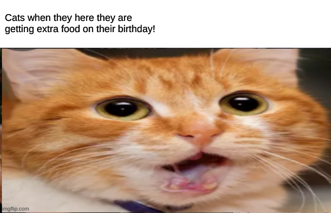Cats on B-day | Cats when they here they are getting extra food on their birthday! | image tagged in funny cat memes | made w/ Imgflip meme maker