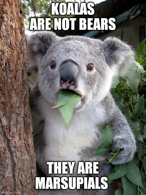 They can also easily kill you :) | KOALAS ARE NOT BEARS; THEY ARE MARSUPIALS | image tagged in memes,surprised koala | made w/ Imgflip meme maker