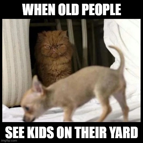 WHEN OLD PEOPLE; SEE KIDS ON THEIR YARD | image tagged in cats,funny,old people,kids,funny cats,get off my lawn | made w/ Imgflip meme maker