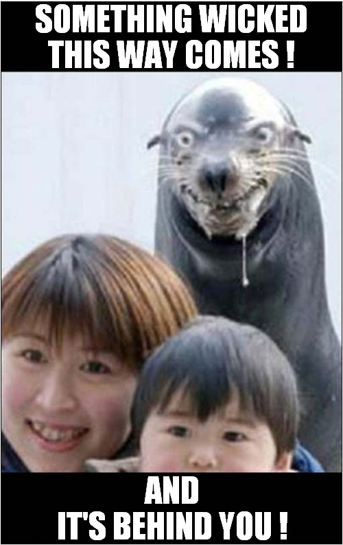 That's One Evil Looking Seal ! | SOMETHING WICKED THIS WAY COMES ! AND
IT'S BEHIND YOU ! | image tagged in seal,it's behind you,macbeth | made w/ Imgflip meme maker