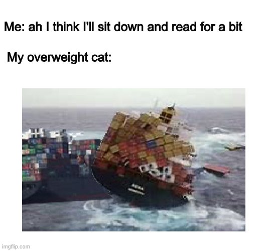 Just leave me alone plz | Me: ah I think I'll sit down and read for a bit; My overweight cat: | image tagged in cat,obese,bothering,cat rubbing,reading,funny memes | made w/ Imgflip meme maker