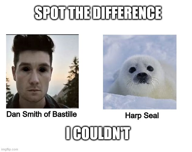 Creepy... | SPOT THE DIFFERENCE; Dan Smith of Bastille; Harp Seal; I COULDN'T | image tagged in dan smith,harp seal,totally looks like,meme | made w/ Imgflip meme maker