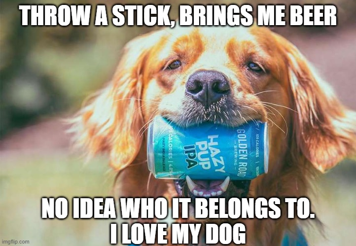 The Beer Retriever | THROW A STICK, BRINGS ME BEER; NO IDEA WHO IT BELONGS TO.
I LOVE MY DOG | image tagged in beer,drink beer,funny,dogs,golden retriever,cold beer here | made w/ Imgflip meme maker