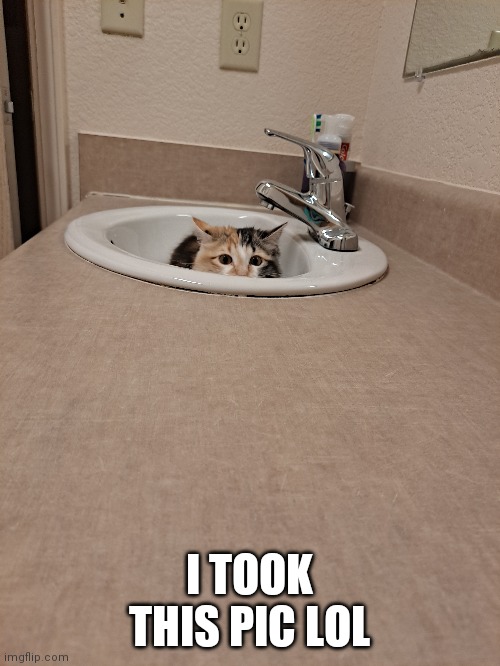 My cat in a sink | I TOOK THIS PIC LOL | image tagged in funny cats | made w/ Imgflip meme maker