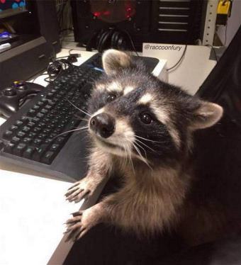 Raccoon IT specialist Blank Meme Template