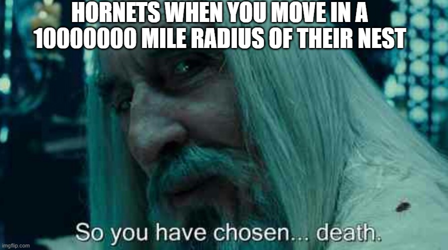 true story | HORNETS WHEN YOU MOVE IN A 10000000 MILE RADIUS OF THEIR NEST | image tagged in so you have chosen death | made w/ Imgflip meme maker