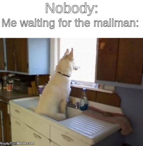 Dog looking out window | Nobody:; Me waiting for the mailman: | image tagged in dog looking out window | made w/ Imgflip meme maker