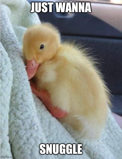 SNUGGLY | JUST WANNA; SNUGGLE | image tagged in duck,ducks | made w/ Imgflip meme maker