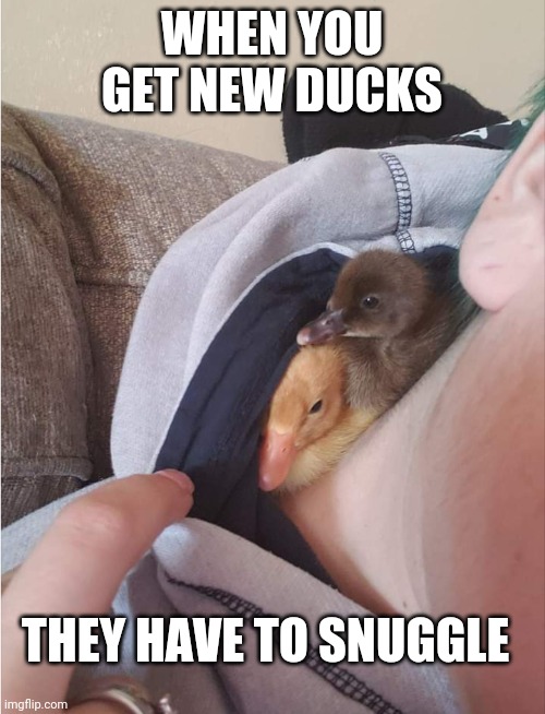 DUCKS IN THE HOODY | WHEN YOU GET NEW DUCKS; THEY HAVE TO SNUGGLE | image tagged in ducks,duckling | made w/ Imgflip meme maker