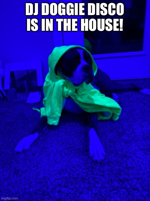  DJ DOGGIE DISCO IS IN THE HOUSE! | image tagged in img | made w/ Imgflip meme maker