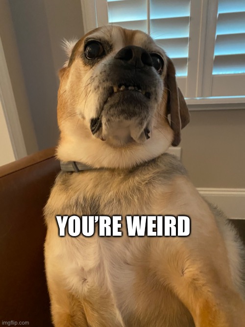 If dogs could talk | YOU’RE WEIRD | image tagged in memes | made w/ Imgflip meme maker