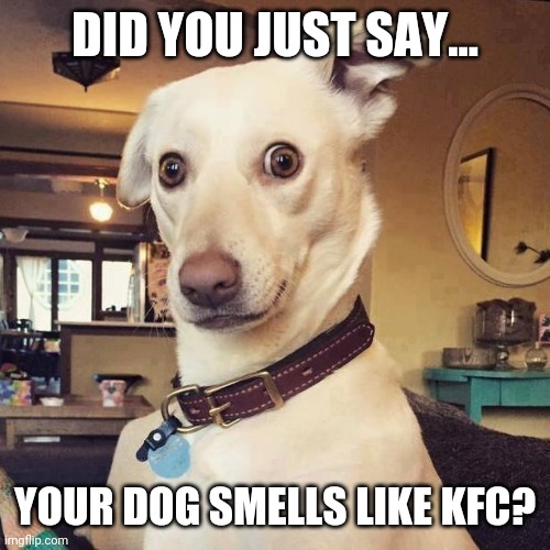 What did you say! | DID YOU JUST SAY... YOUR DOG SMELLS LIKE KFC? | image tagged in what did you say | made w/ Imgflip meme maker