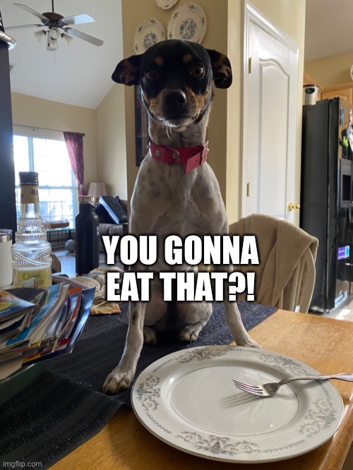 If dogs could talk | YOU GONNA EAT THAT?! | image tagged in imgflip | made w/ Imgflip meme maker