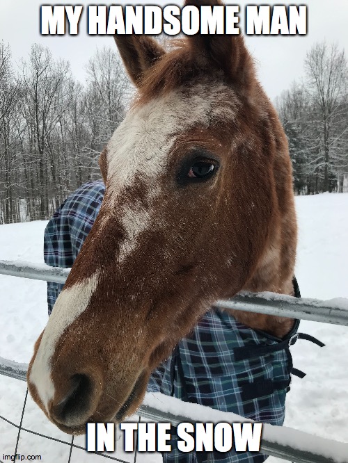 Mr chester | MY HANDSOME MAN; IN THE SNOW | image tagged in horse | made w/ Imgflip meme maker