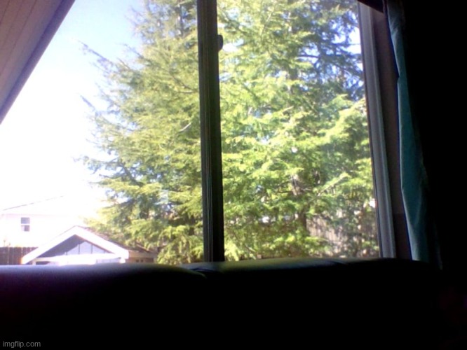 outside my window :) | image tagged in backyard,tree,window,house | made w/ Imgflip meme maker