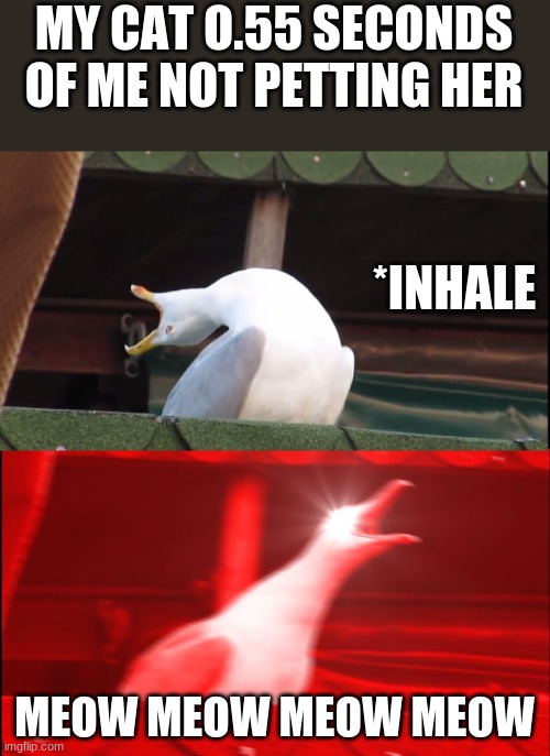 Screaming bird | MY CAT O.55 SECONDS OF ME NOT PETTING HER; *INHALE; MEOW MEOW MEOW MEOW | image tagged in screaming bird | made w/ Imgflip meme maker