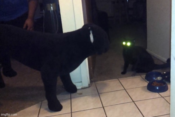 Cat looking at fake dog | image tagged in cat looking at fake dog | made w/ Imgflip meme maker