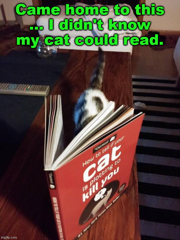 Came home to this ... I didn't know my cat could read. | image tagged in cats | made w/ Imgflip meme maker