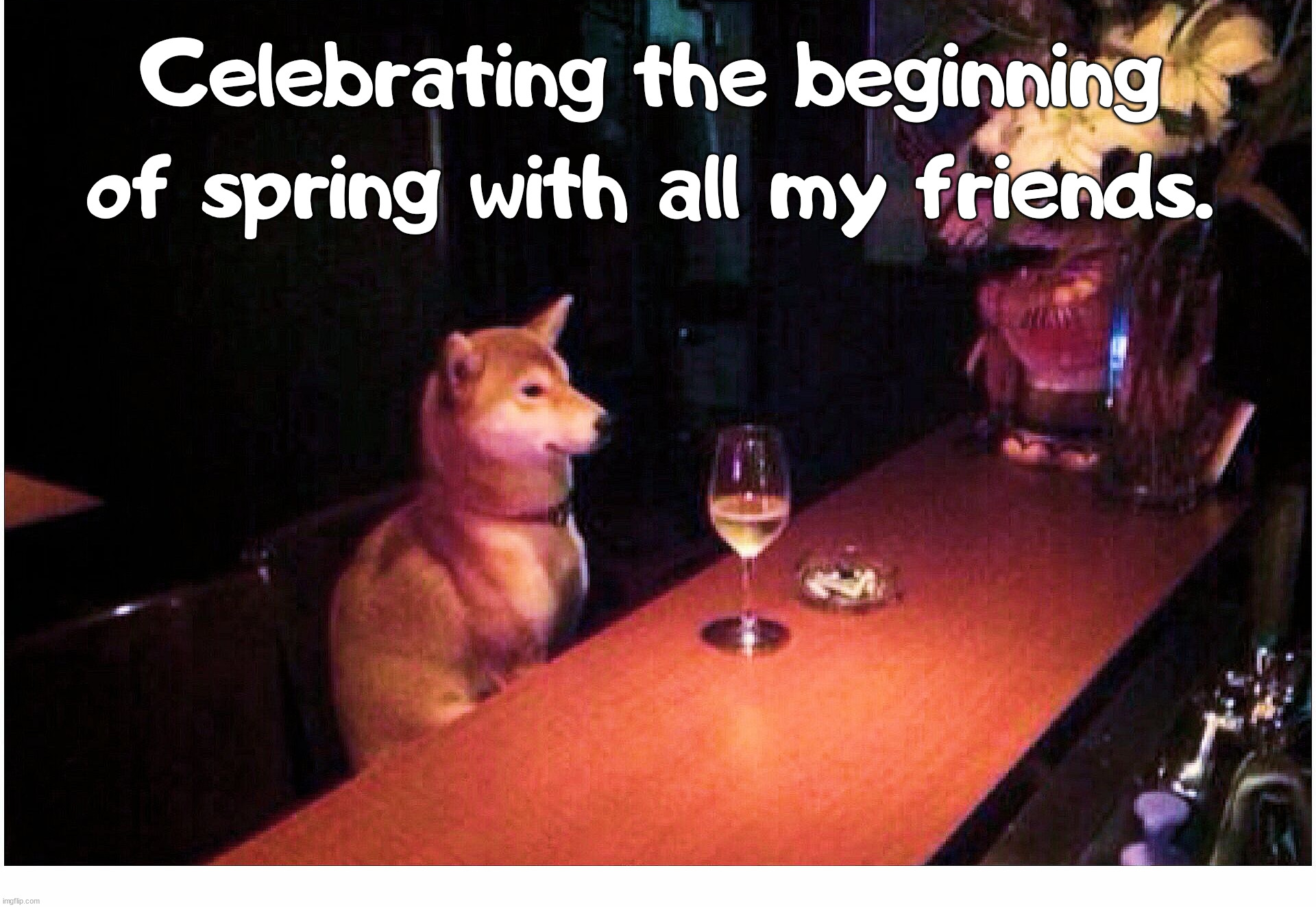 Celebrating the beginning of spring with all my friends. | image tagged in dogs | made w/ Imgflip meme maker