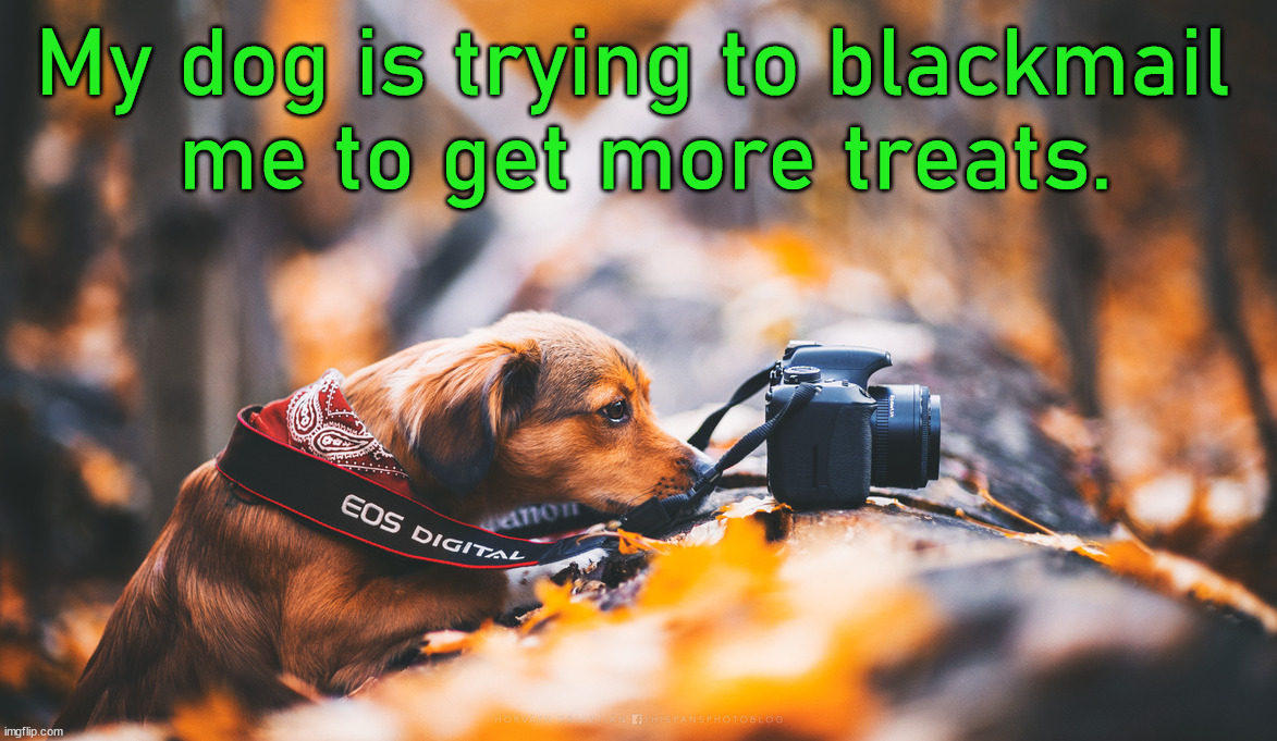 My dog is trying to blackmail 
me to get more treats. | image tagged in dogs | made w/ Imgflip meme maker