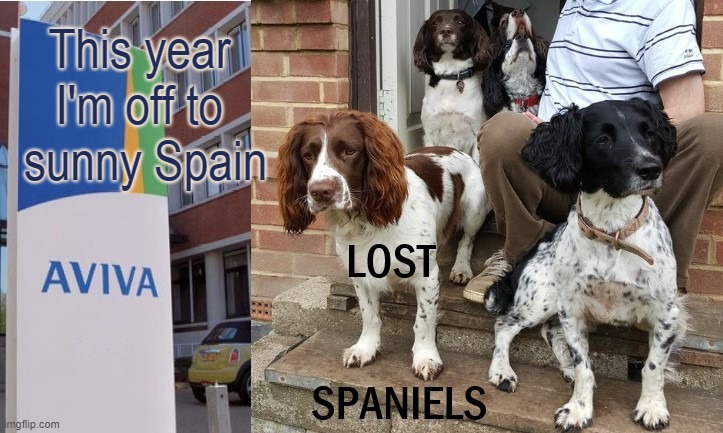 Sunny Spain | This year 
I'm off to 
sunny Spain | image tagged in bad pun dogs,dogs,puppies,insurance,spain,holiday | made w/ Imgflip meme maker