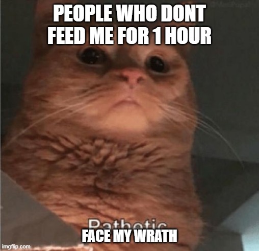 Pathetic Cat | PEOPLE WHO DONT FEED ME FOR 1 HOUR; FACE MY WRATH | image tagged in pathetic cat | made w/ Imgflip meme maker
