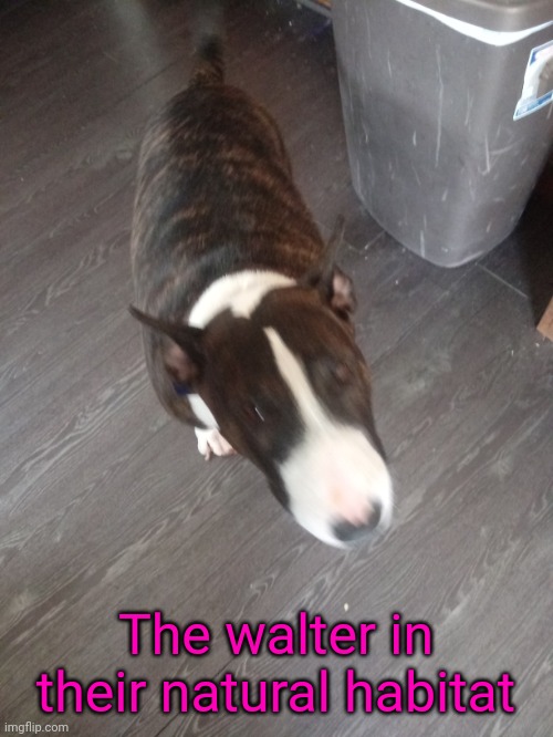 The walter in their natural habitat | made w/ Imgflip meme maker