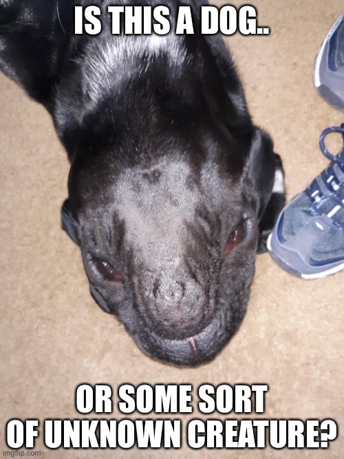 IS THIS A DOG.. OR SOME SORT OF UNKNOWN CREATURE? | made w/ Imgflip meme maker