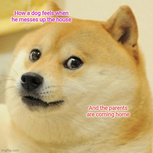 Doge | How a dog feels when he messes up the house; And the parents are coming home | image tagged in memes,doge | made w/ Imgflip meme maker