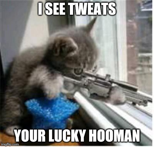 cats with guns | I SEE TWEATS; YOUR LUCKY HOOMAN | image tagged in cats with guns | made w/ Imgflip meme maker