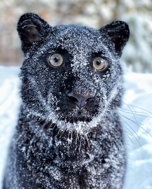 Panther in the Snow. Image credit: luna_the_pantera | image tagged in awesome,pics,photography | made w/ Imgflip meme maker