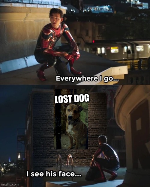 Everywhere I go I see his face | LOST DOG | image tagged in everywhere i go i see his face | made w/ Imgflip meme maker