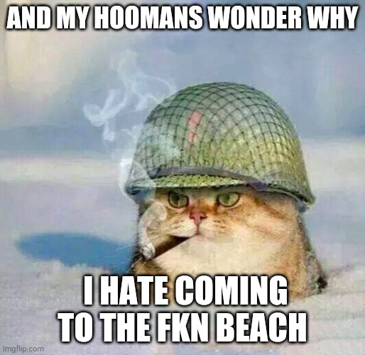 War Cat |  AND MY HOOMANS WONDER WHY; I HATE COMING TO THE FKN BEACH | image tagged in war cat | made w/ Imgflip meme maker