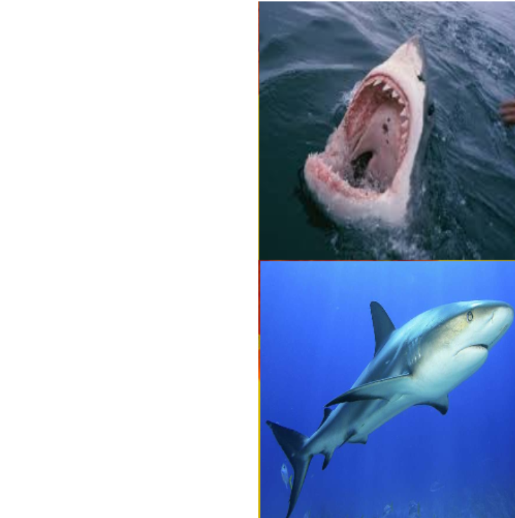 Shark Meme Blank Meme Template