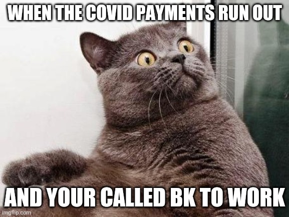 Surprised cat | WHEN THE COVID PAYMENTS RUN OUT; AND YOUR CALLED BK TO WORK | image tagged in surprised cat | made w/ Imgflip meme maker
