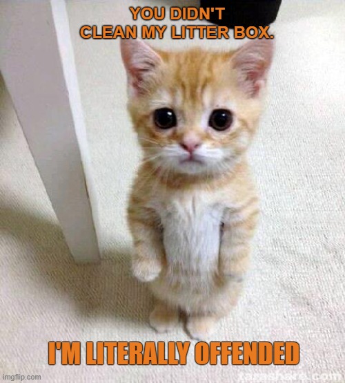 Cats have feelings too..........and can get offended | YOU DIDN'T CLEAN MY LITTER BOX. I'M LITERALLY OFFENDED | image tagged in cute cat,funny,meme,offended,hurt feelings | made w/ Imgflip meme maker