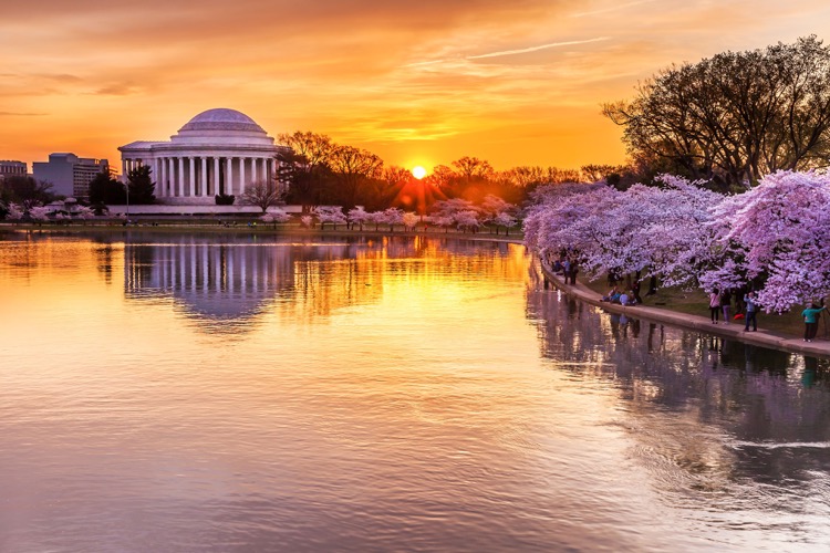 DC Cherry Blossoms | image tagged in awesome,pics,photography | made w/ Imgflip meme maker