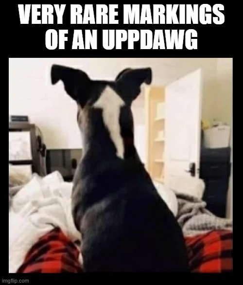 VERY RARE MARKINGS
OF AN UPPDAWG | image tagged in dogs,rare,dog,unique,extinction,prank | made w/ Imgflip meme maker