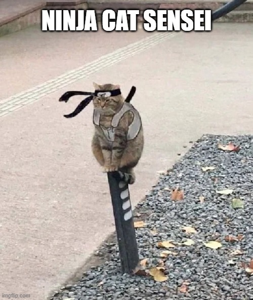 NINJA CAT SENSEI | image tagged in ninja cat,martial arts,cats,funny,ninja,ninjas | made w/ Imgflip meme maker