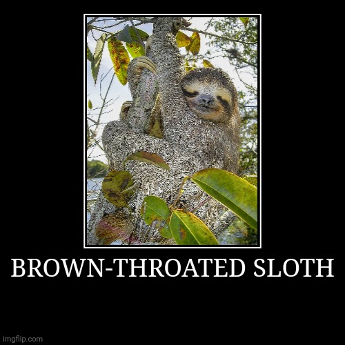 Brown-Throated Sloth | image tagged in demotivationals,sloth | made w/ Imgflip demotivational maker