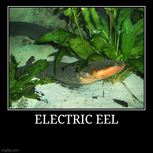 Electric Eel | image tagged in demotivationals,eel | made w/ Imgflip demotivational maker