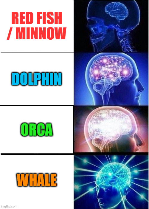 How powerful are you ??? | RED FISH / MINNOW; DOLPHIN; ORCA; WHALE | image tagged in cryptocurrency,crypto,hive,leo,funny,fun | made w/ Imgflip meme maker
